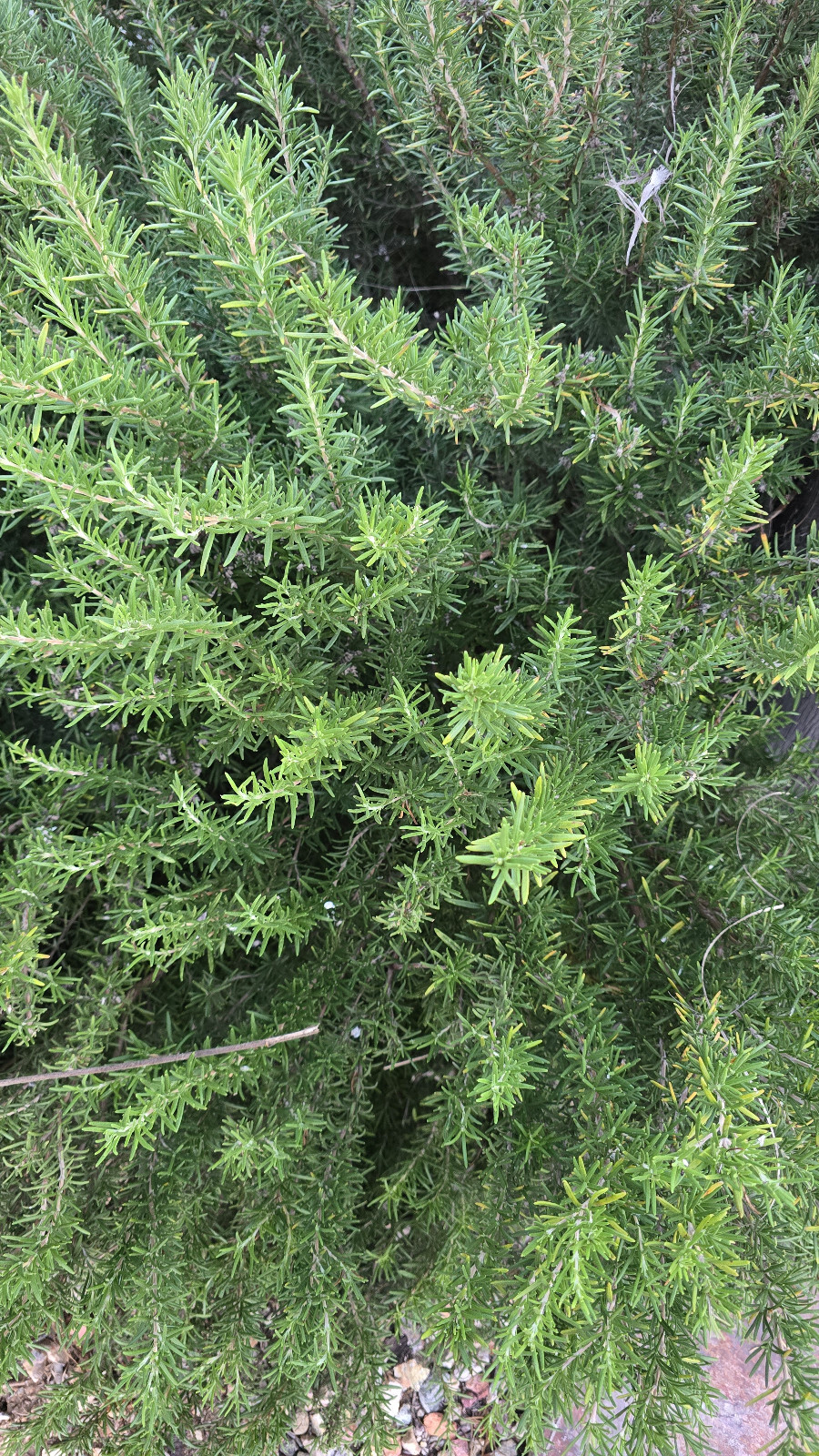 10 Stems Fresh Organic Rosemary, 10 Cuts Fresh To Order For $10.00