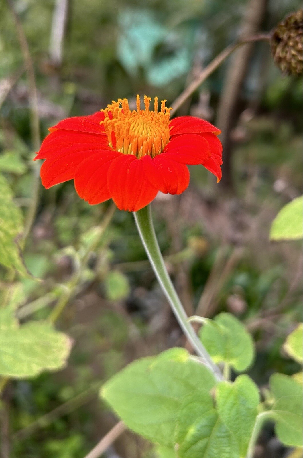 Orange Mexican Sunflower, Tithonia Rotundifolia – 50 Seeds 2023 – USA