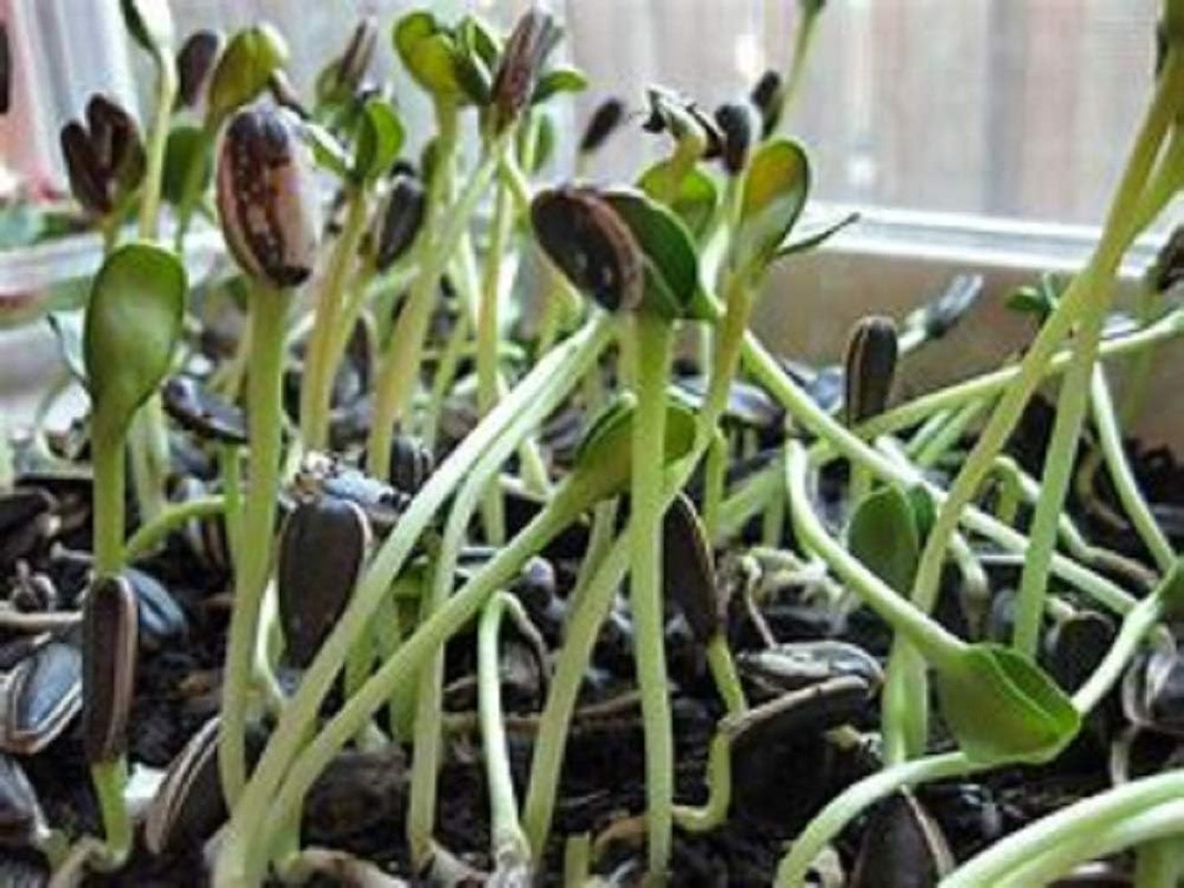 Sunflower Sprouting Seed, Non GMO -4 Oz – Country Creek Acre Brand – Sunflower S
