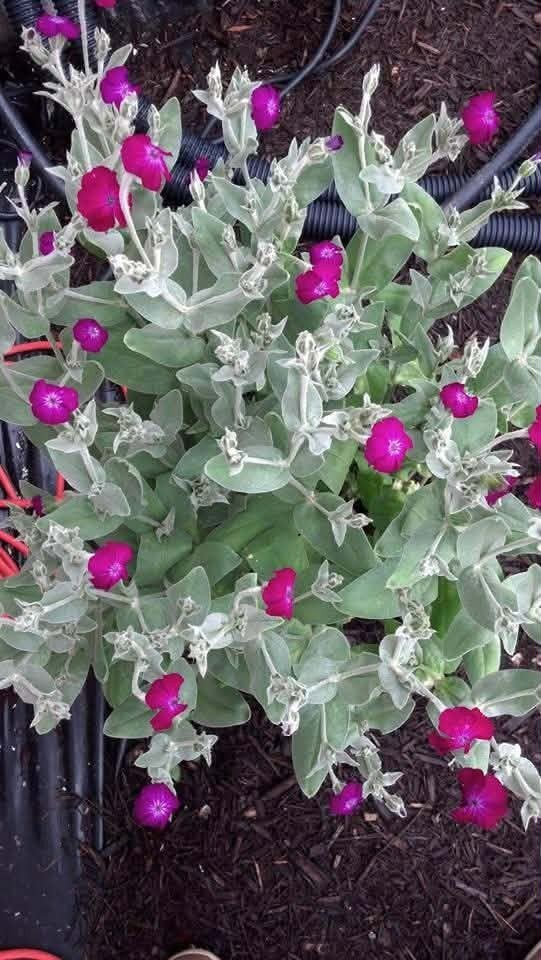 Rose Campion Seeds