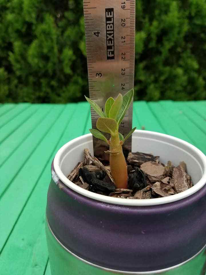 pick your size ! obesum RARE ! ROOTED BONSAI FAT Caudex desert rose !