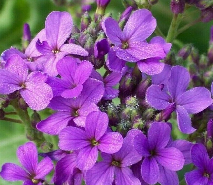DAME’S ROCKET FLOWER SEEDS 500+ BIENNIAL purple FLOWER garden BEES Free Shipping