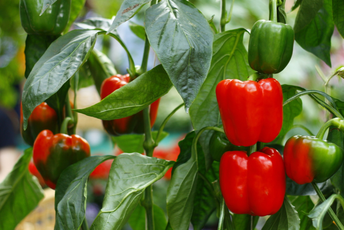 30 Seeds, Pimiento Morrón, Bell Pepper, grown and shipped from Puerto Rico