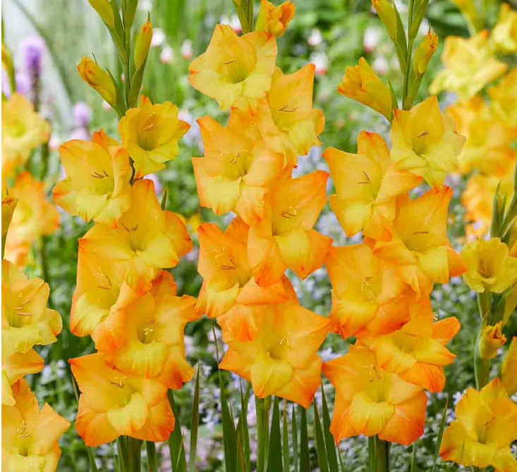 Pack of 5 Gladiolus ‘Sunglow’ Size 12/14cm Corms Bulbs, Golden Yellow, Packaged