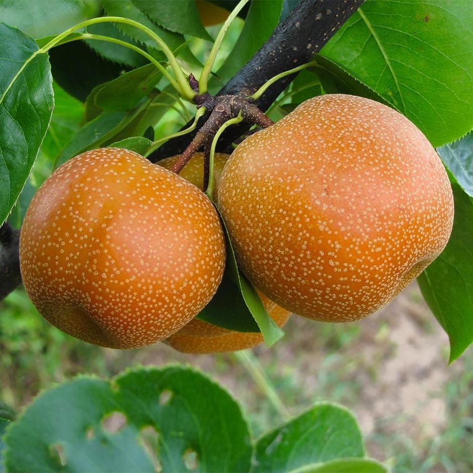 Live Asian Sand Pear Tree White Shinko Hosui Rose Well Root Plant Bosc