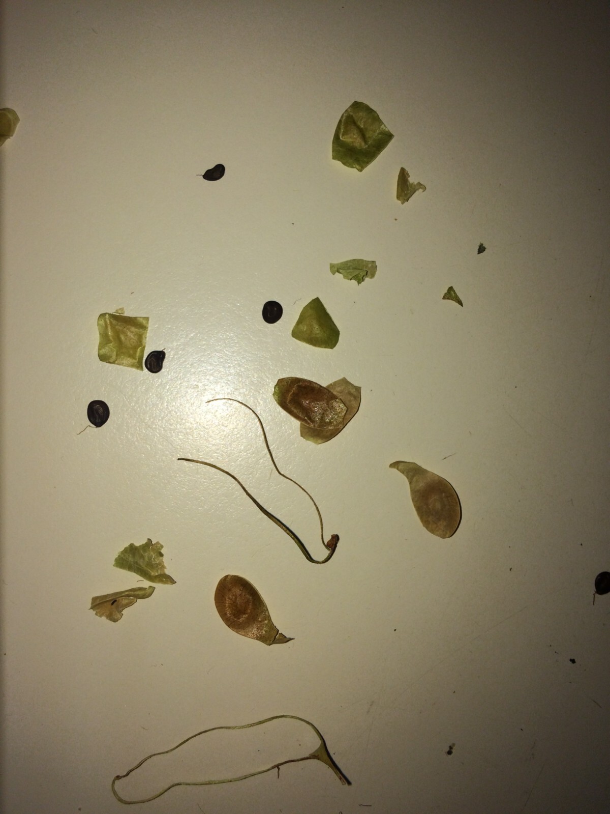 Mimosa Tenuiflora Seeds (not in pods) – 20 Seeds – 2024 Season