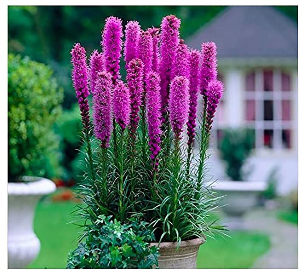 5 Fresh Liatris Spicata Bulbs – Purple Blazing Star Perennial for Outdoor Border