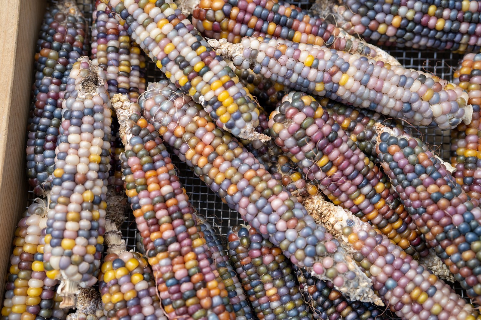 Glass Gem Corn Seed Packet Bulk Organic Non-GMO Kaleidoscopic Colors Heirlooom
