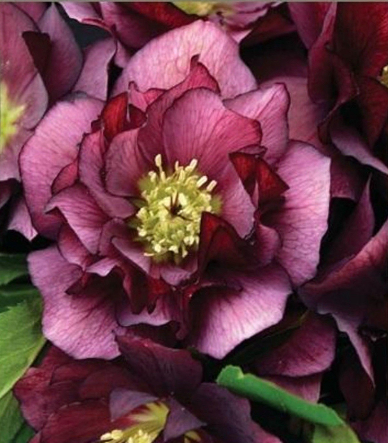 (3) Helleborus True Love Live Plant. Package Deal!