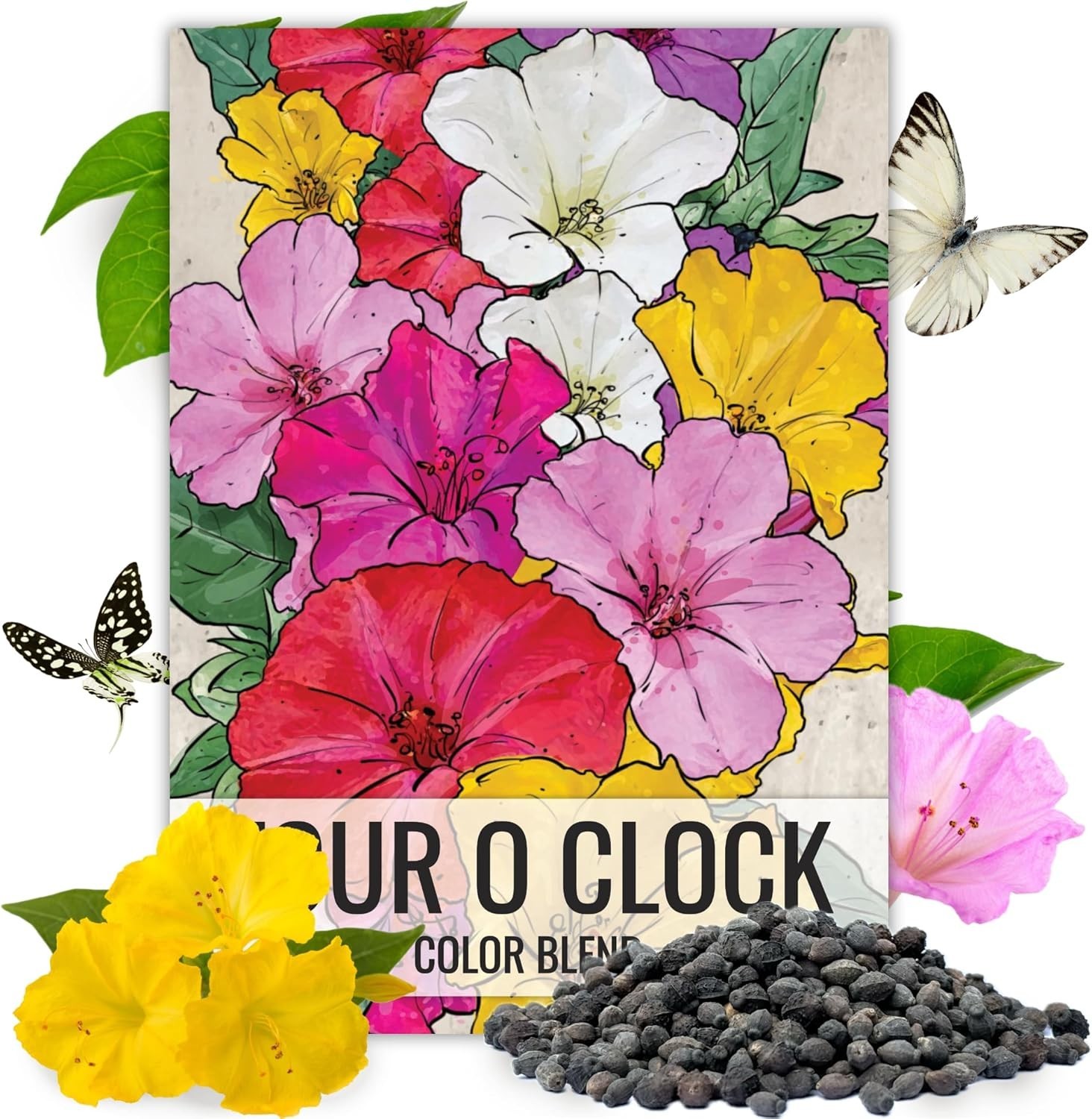 Vibrant 300 Pack of Heirloom Four O’Clock Seeds – Bloom Summer to Fall