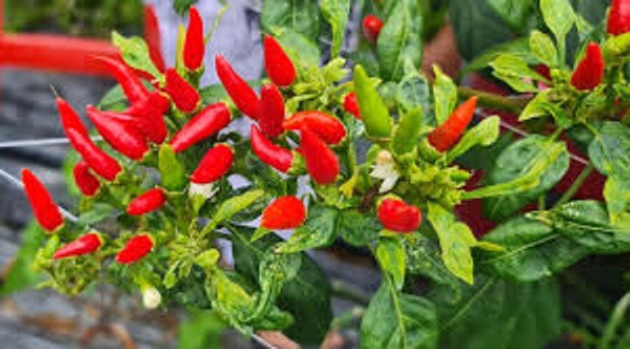 Premium Small Red Chili Hot Pepper 5000-20000 Scoville Units. Best Chili Powder!