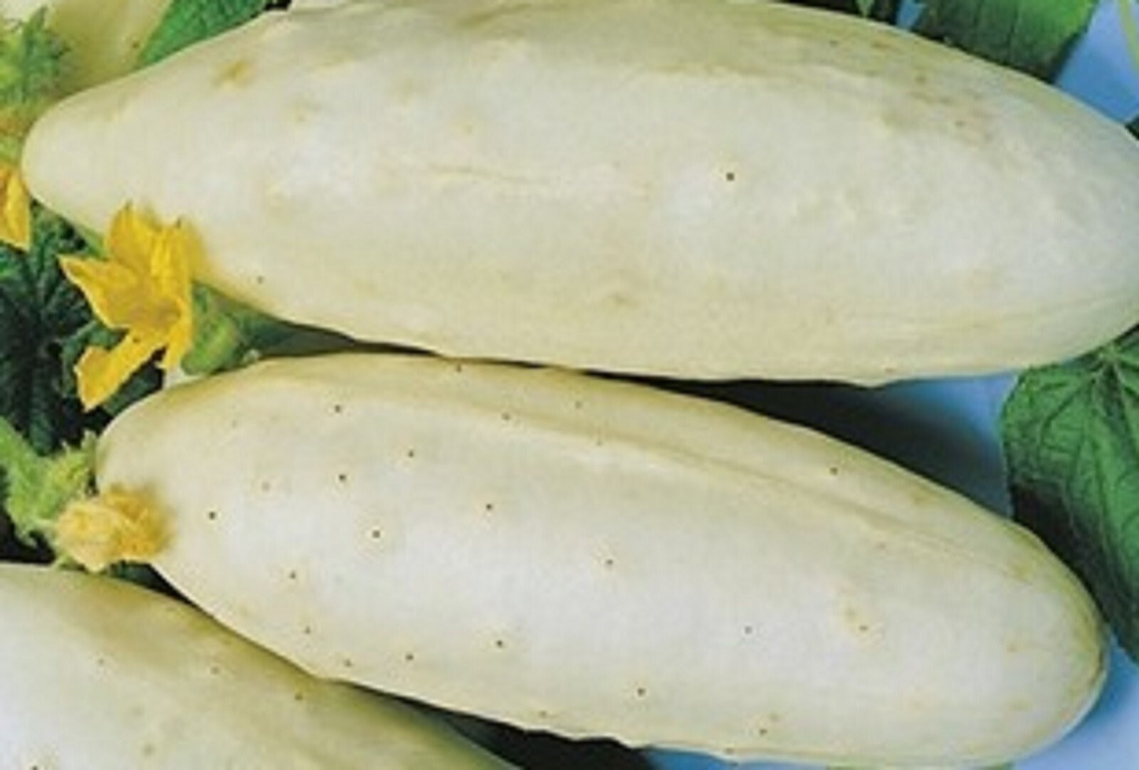 Cucumber Seeds White Wonder 40 SEEDS NON-GMO –BUY 4 ITEMS FREE SHIPPING