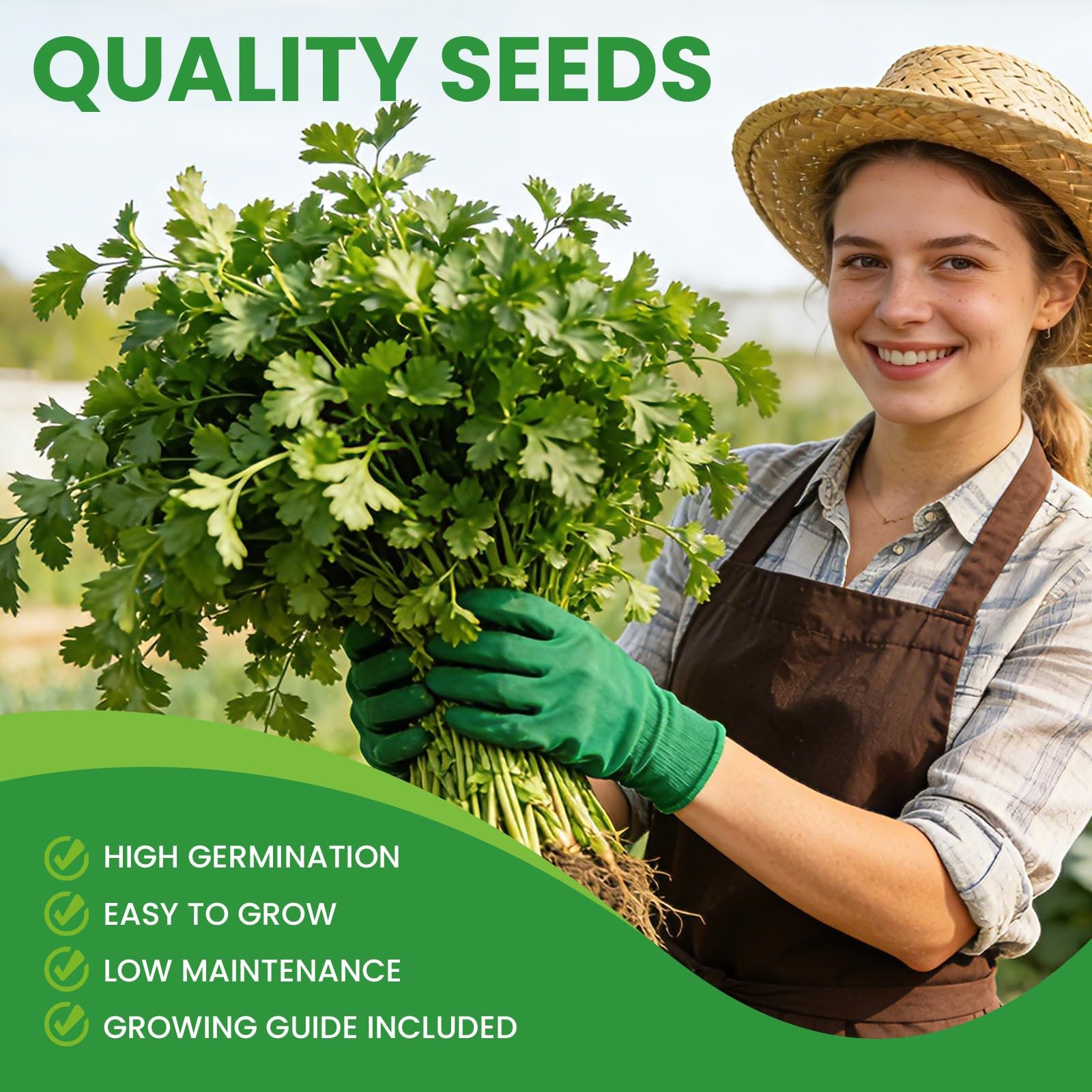 1200+ Cilantro Seeds for Planting Indoor Outdoor – Heirloom Coriander Herbs S…