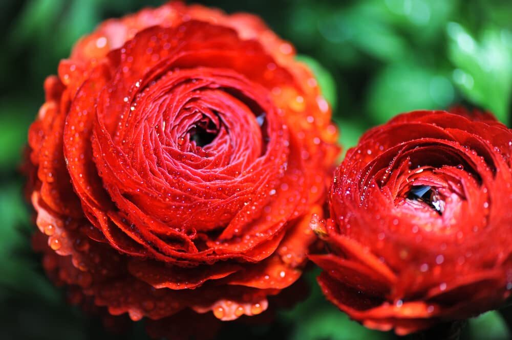 Red Ranunculus Bulbs for Planting – (10 Bulbs)