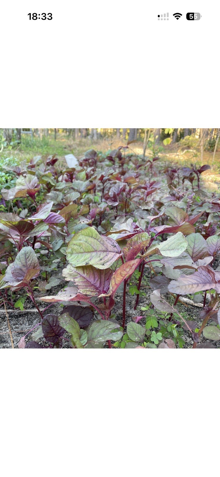 1000 Red Garnet Amaranth Seeds, Edible Amaranth, Amaranthus tricolor