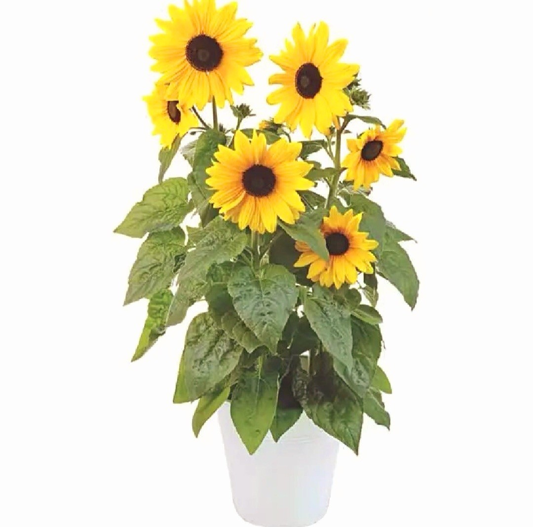 40 Seeds Colorful Sunflower Multi-head dense Sunflower seeds Non-GMO Individual
