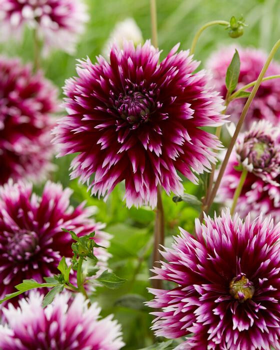 1- Alauna Clair Obscur Cactus Dahlia Flower Bulb Tuber