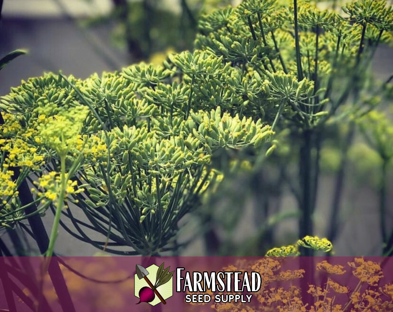 600+ Cumin Seeds | Indian Herb Gardening Seed Packet for Growing Cumin Spice