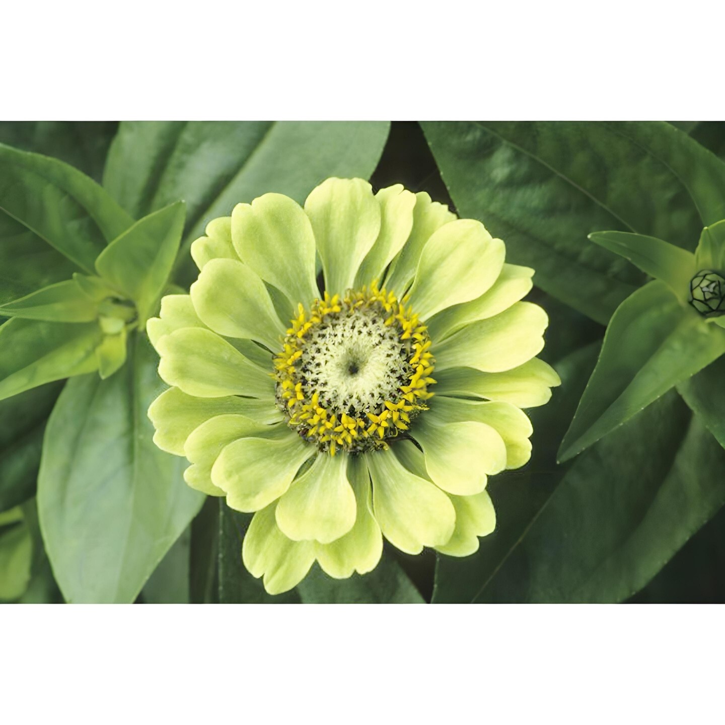 200+ Zinnia ENVY elegans Lime Green Flowers RARE Butterflies. Non-GMO Seeds
