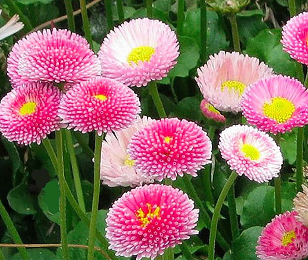 Pink English Daisy, Lawns and Borders – 1000 Seeds – Bellis Perennis