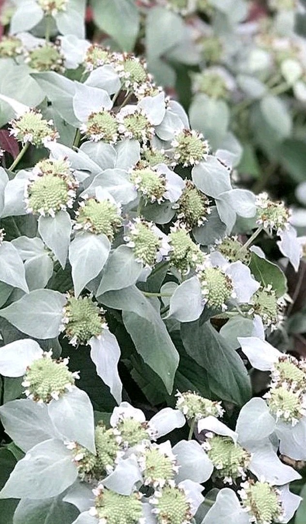 Mountain Mint – Pycnanthemum muticum 6 Plants. Pollinators Flowers .