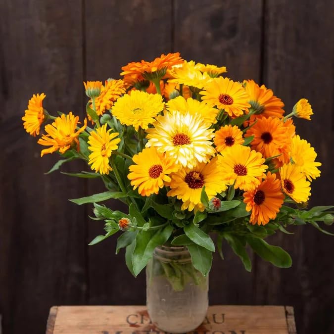 1000 PCS Calendula Seeds Planting Pacific Beauty Mix Non GMO Edible Flower