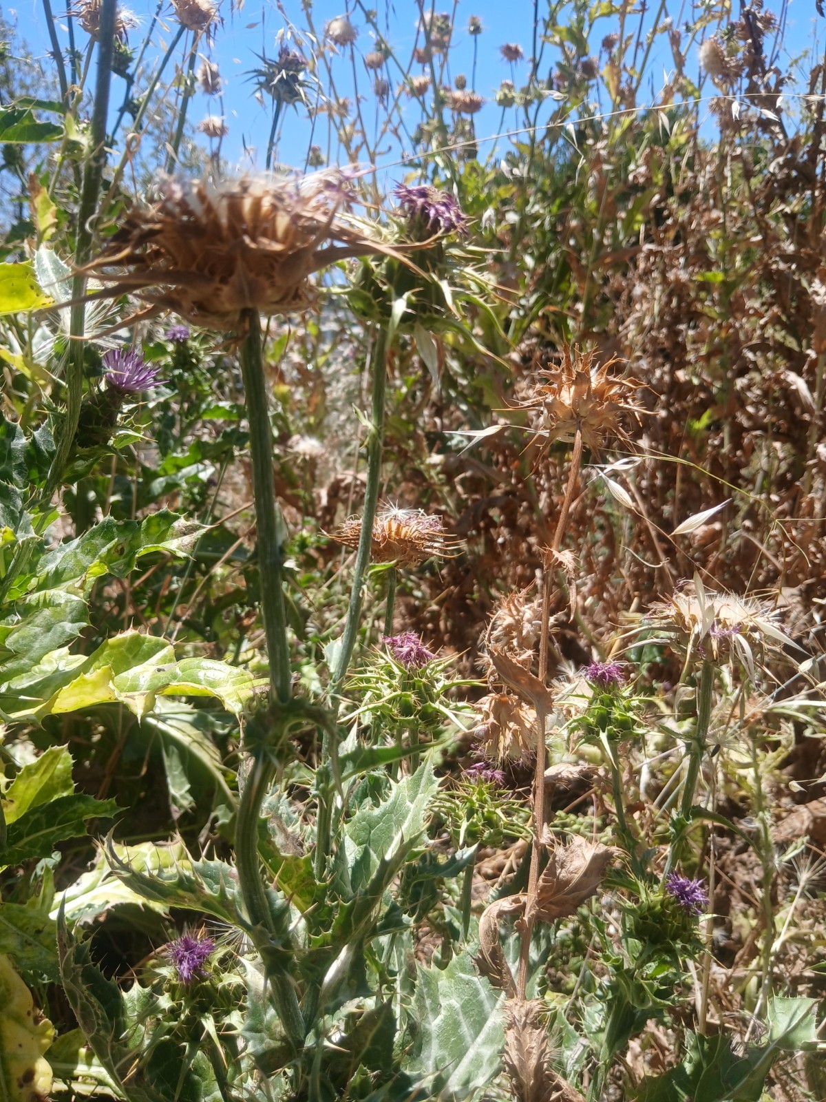 Premium Milk Thistle Seeds (5g)–Hand Picked Fresh 2026-High Germination-Healthy
