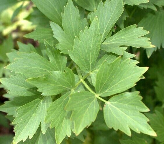 200+ LOVAGE SEEDS FRESH GARDEN HARVEST FRESH HARVEST FOR 2024 GARDENS