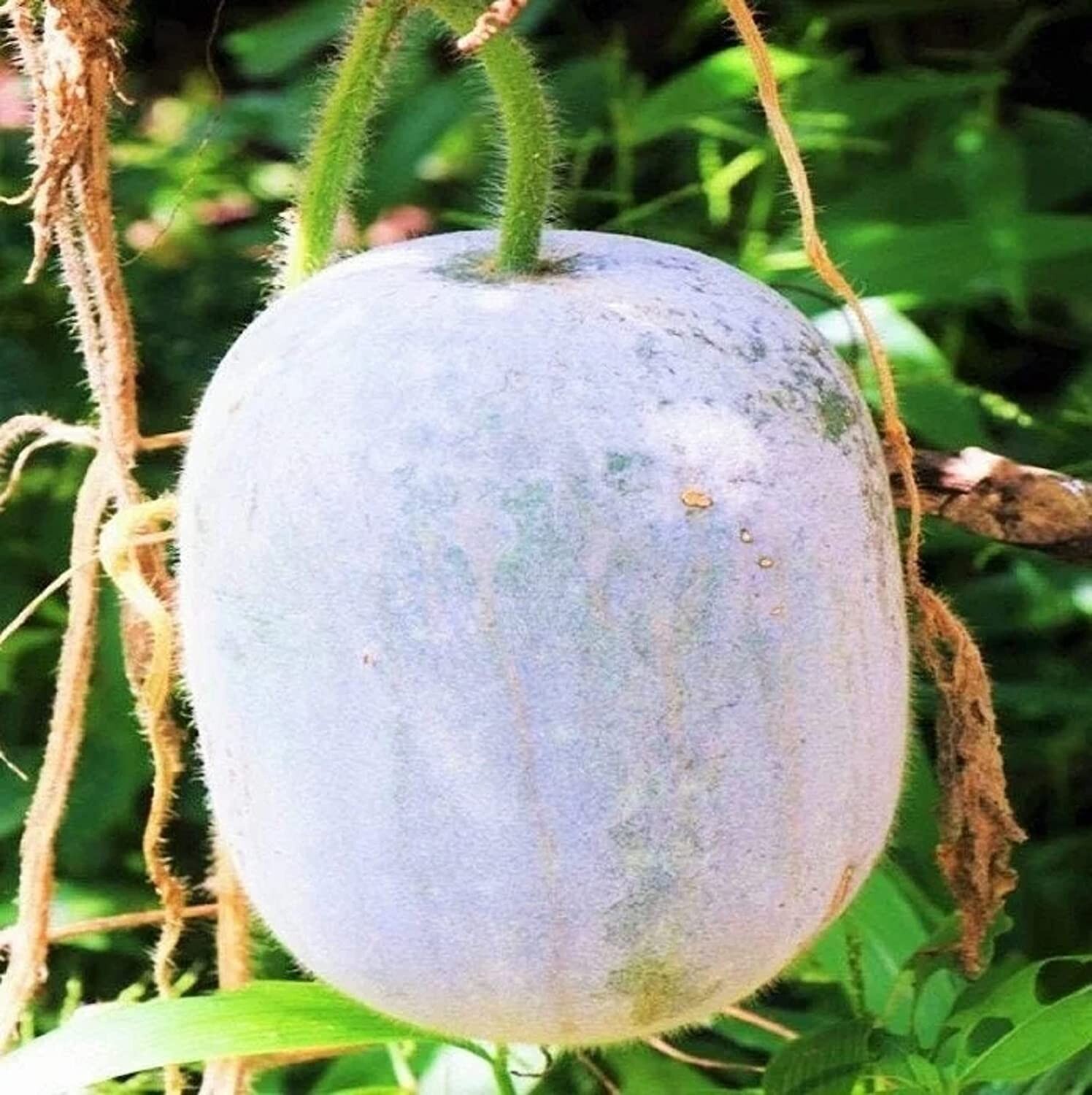 150 Indian Ash Gourd, Wax Gourd White Winter Melon Seeds for Planting – Non-GMO