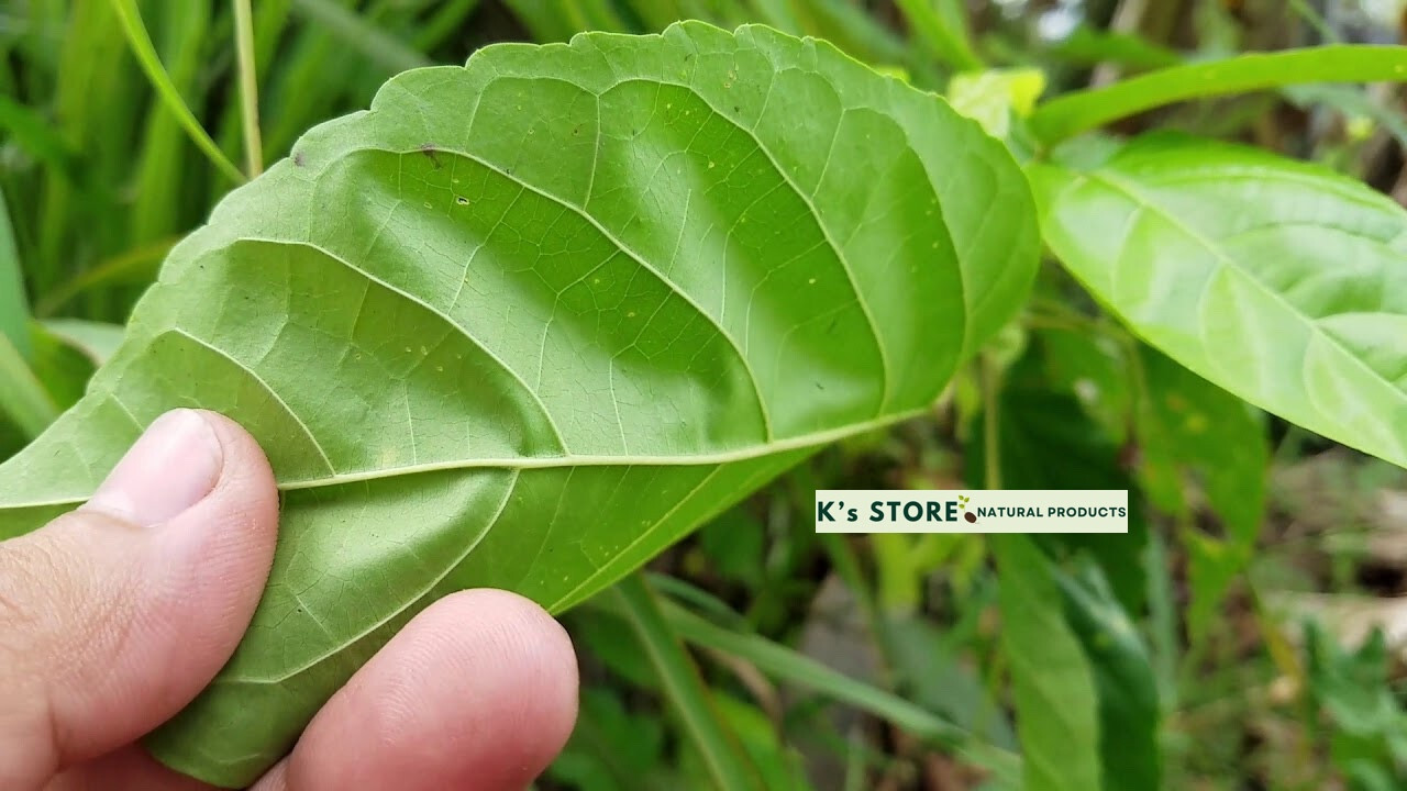 PREMNA SERRATIFOLIA SEEDS, HẠT LÁ CÁCH