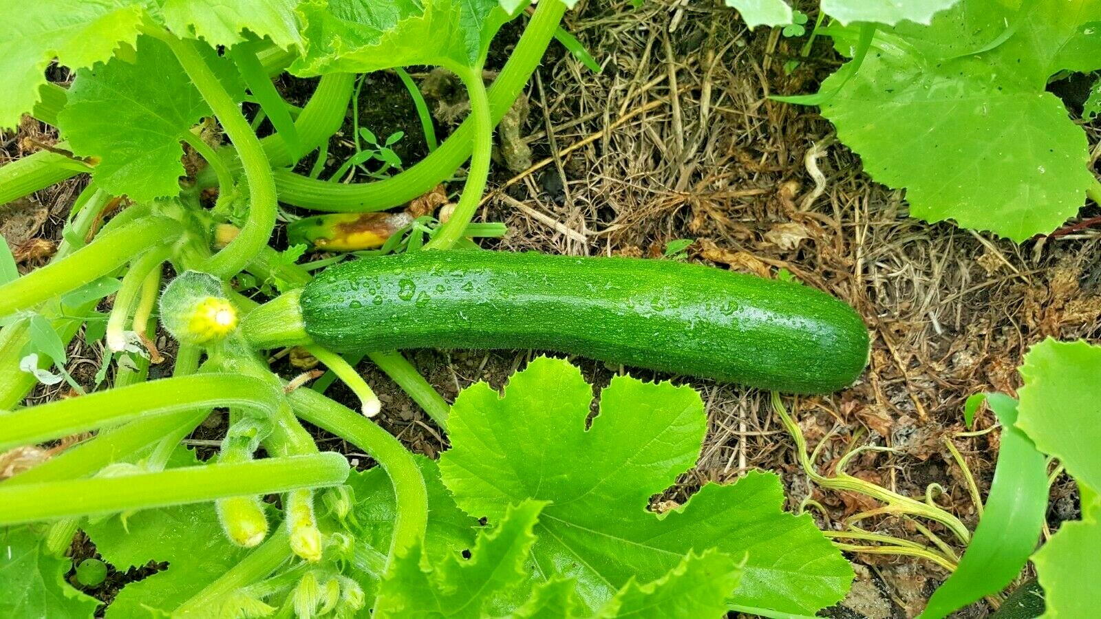 31+ Zucchini SUMMER SQUASH Seeds Black Beauty Organic Heirloom Garden Container