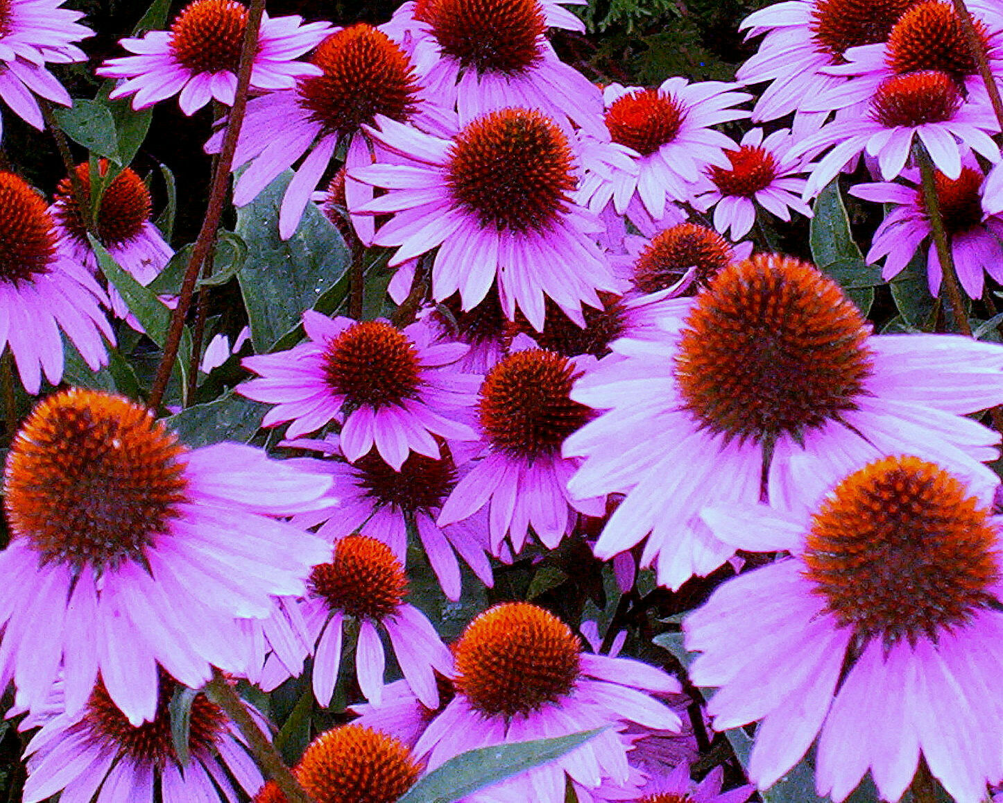 150+ PURPLE CONEFLOWER ECHINACEA HEALING HERBS NON-GMO