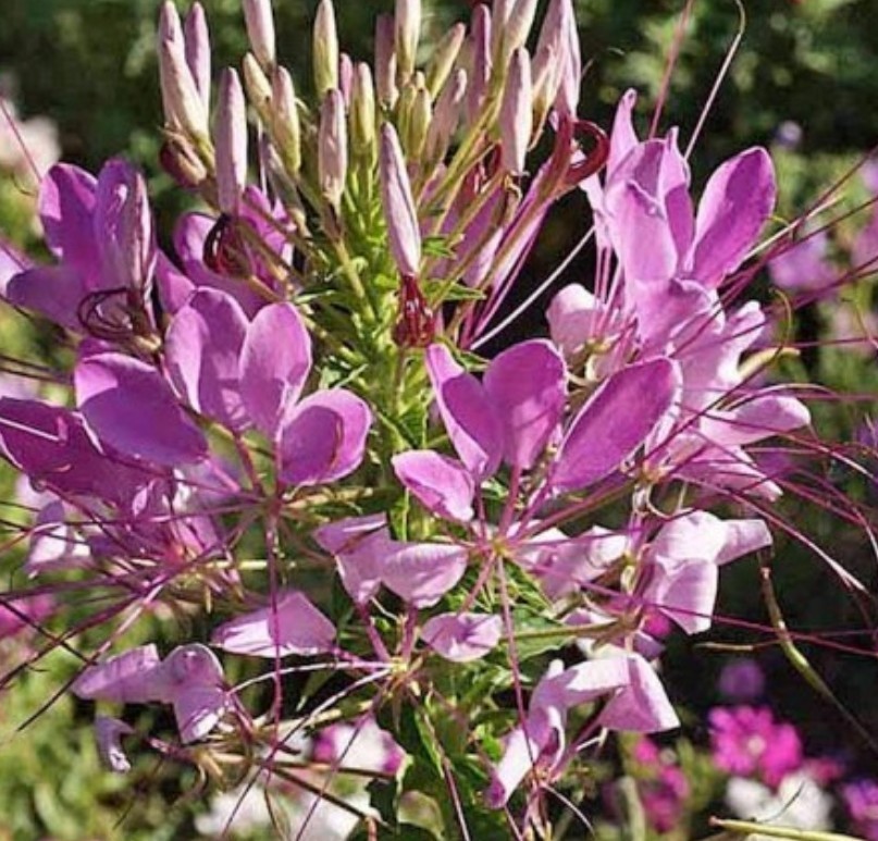 400+ Spider Plant Cleome Seeds **Fresh Seeds** ~~Free Shipping~~
