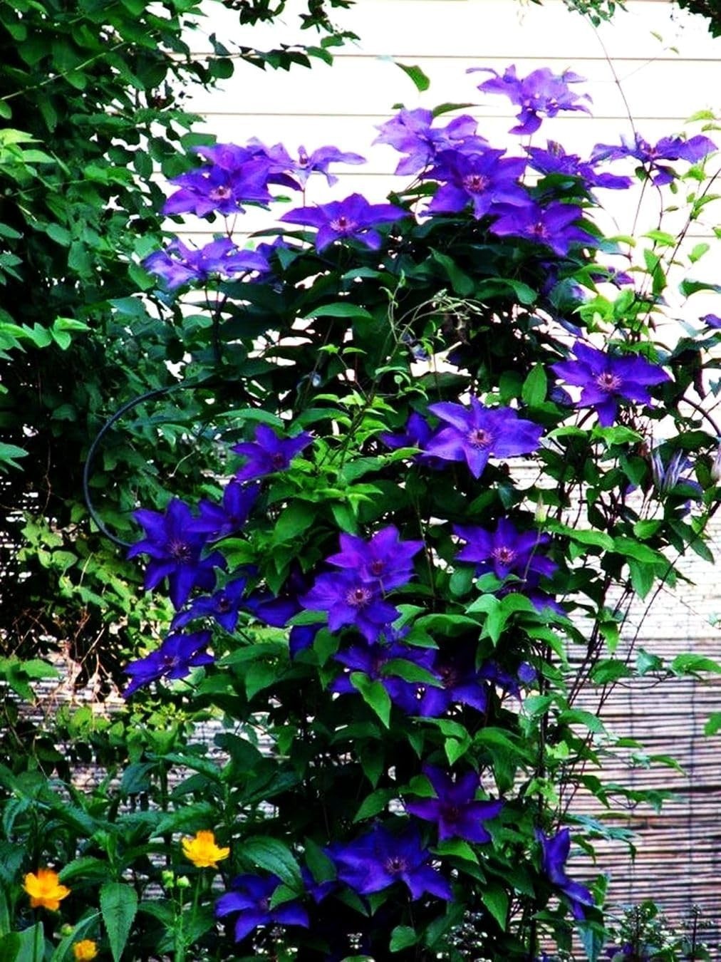 20 Mixed Heirloom Clematis Seeds – Low Maintenance Perennial Flower Beauties