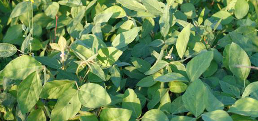 1 lb Black Laredo Forage Soybean Seeds Deer Turkey Duck Pheasant, Rabbits