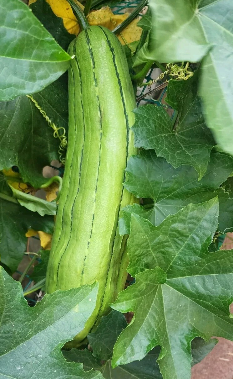 15 Luffa Sponge Gourd Seeds, Vegetable Sponge, Dishcloth Gourd, NON-GMO