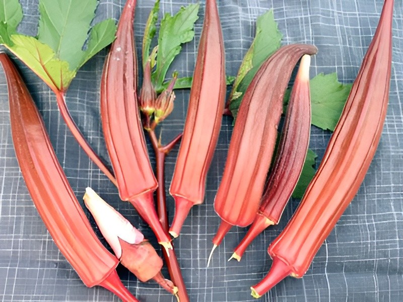 60 Heirloom Jing Orange Okra Seeds – Rare Red-Orange Pods – 5″-7″ Tender Pods