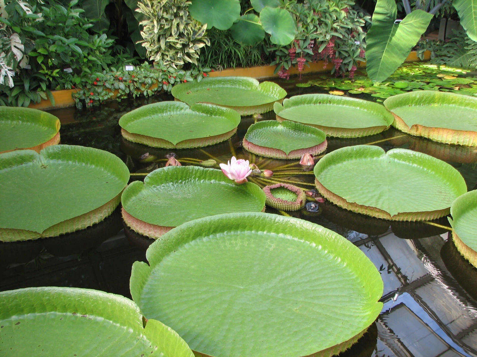 Victoria amazonica Giant Water Lily 5 Seeds