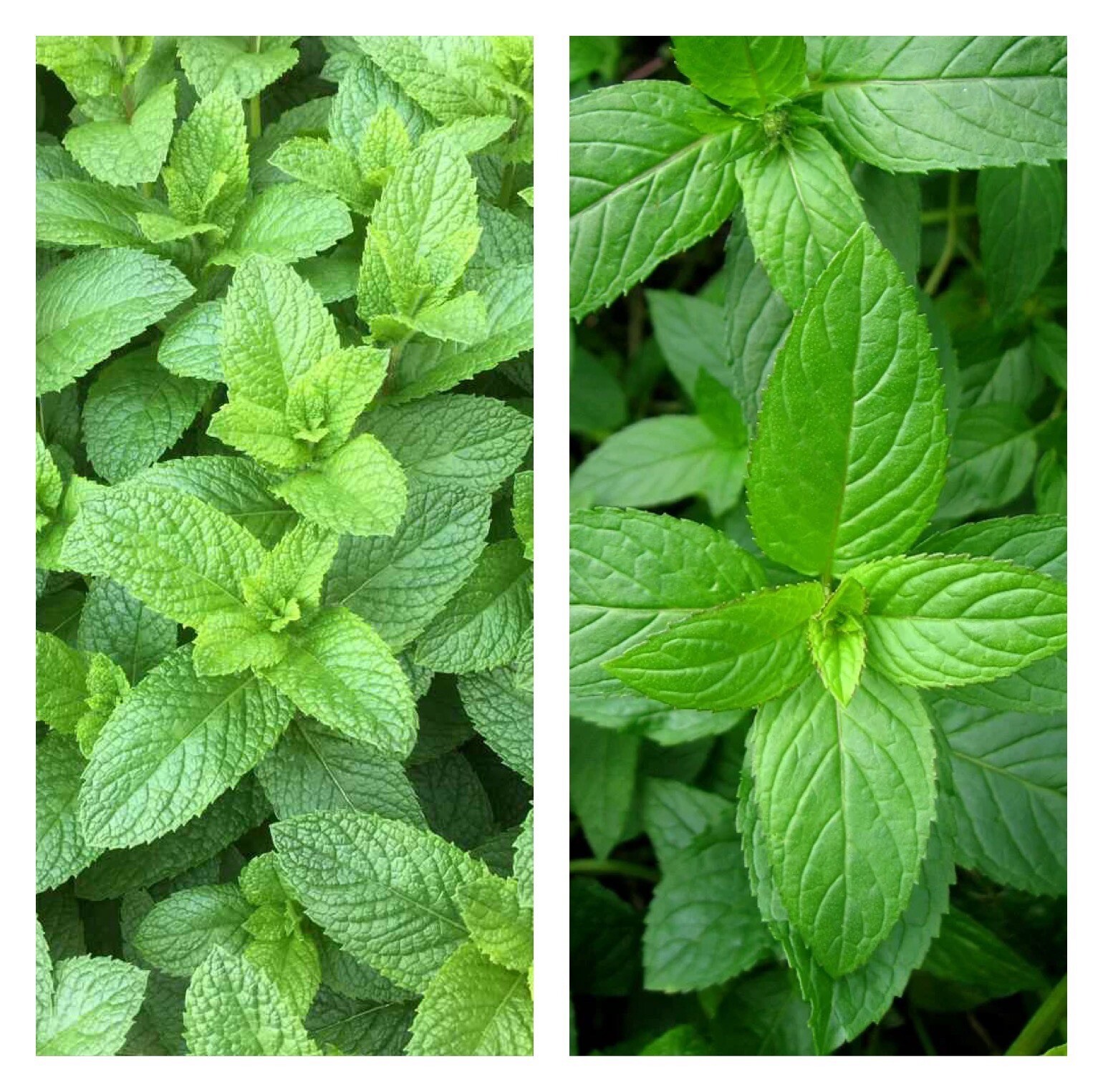 Mixed Mint Seeds 500++ Peppermint + spearmint herb NON-GMO Heirloom Vegetable !