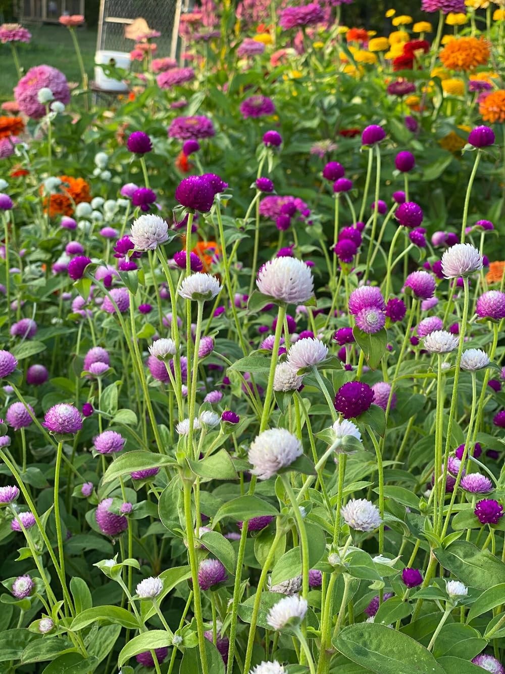 100pcs Globe Amaranth Gomphrena Globosa Seeds Mixed Colors Amaranthus green