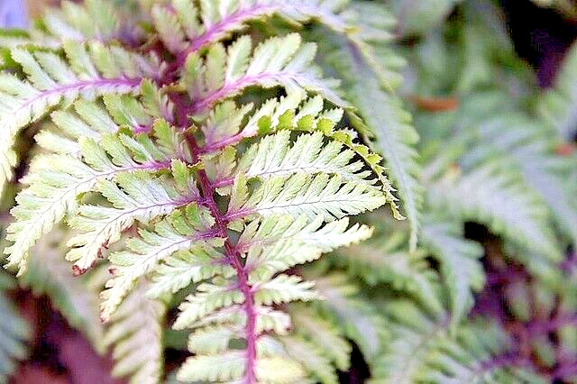 LADY FERN ‘REGAL RED’ 1000 SPORES (SEEDS*) FILIX FEMINA NIPONICUM, COLD HARDY