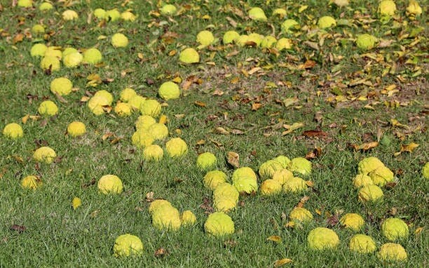 OSAGE ORANGE TREE SEEDS (Maclura Pomifera) Hedge Apple, 20 Seeds. Free shipping.