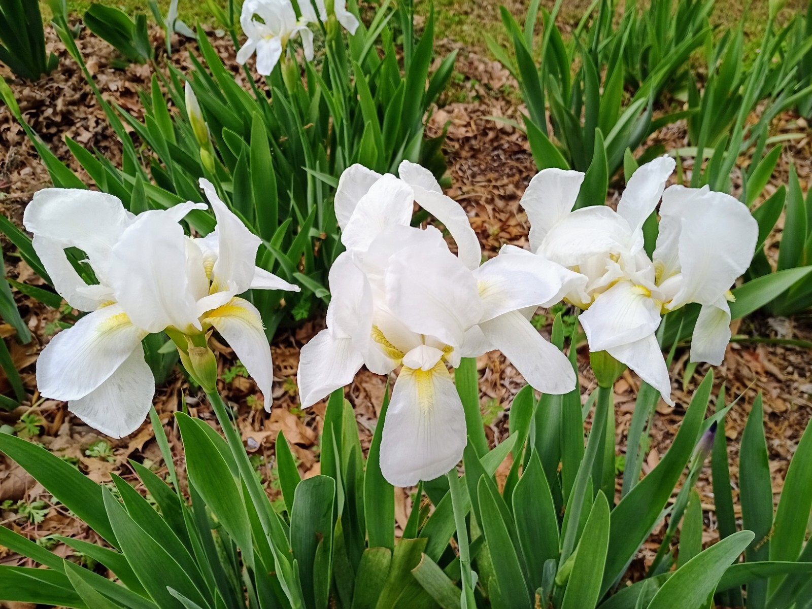 (10) WHITE TALL BEARDED IRIS RHIZOME LIVE ROOT GARDEN PLANTS LOVE SPRING FLOWERS