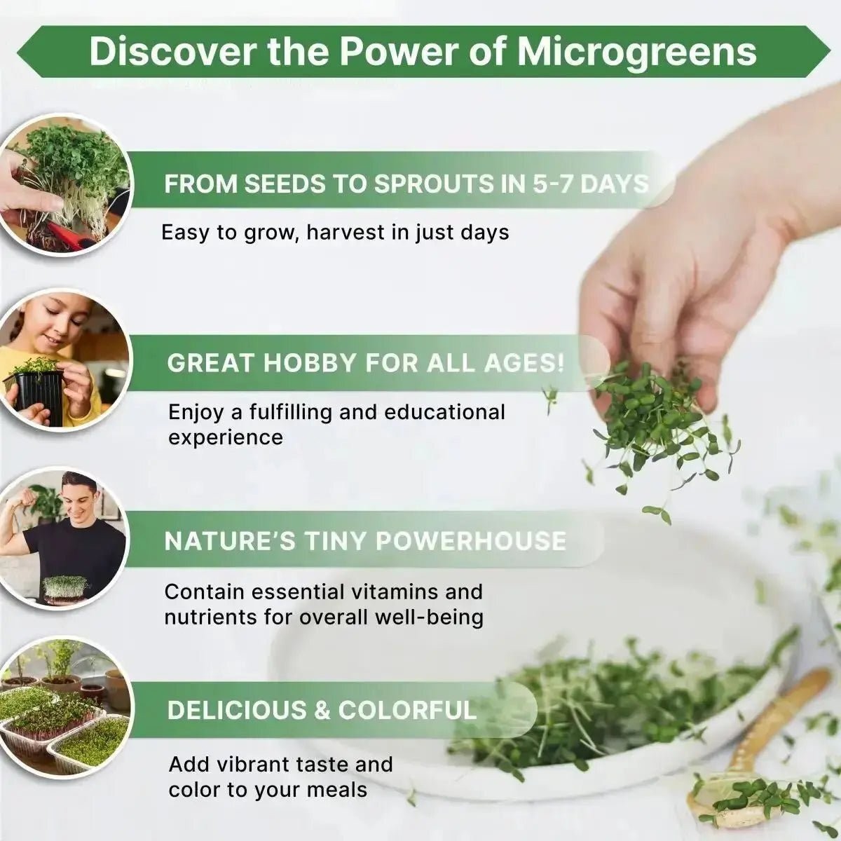 Broccoli Sprouting & Microgreens Seeds 1lb