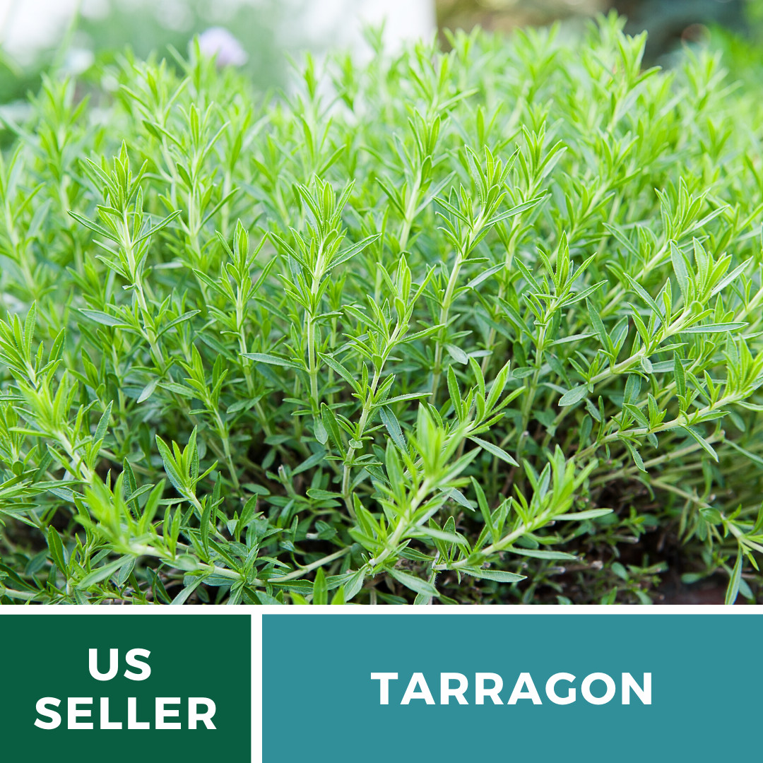 Tarragon – 300 Seeds – Culinary & Medicinal Herb – GMO Free