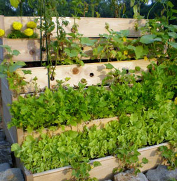 Herb Garden Collection, Large, Heirloom Seeds, 13 TOP Varieties of Herb