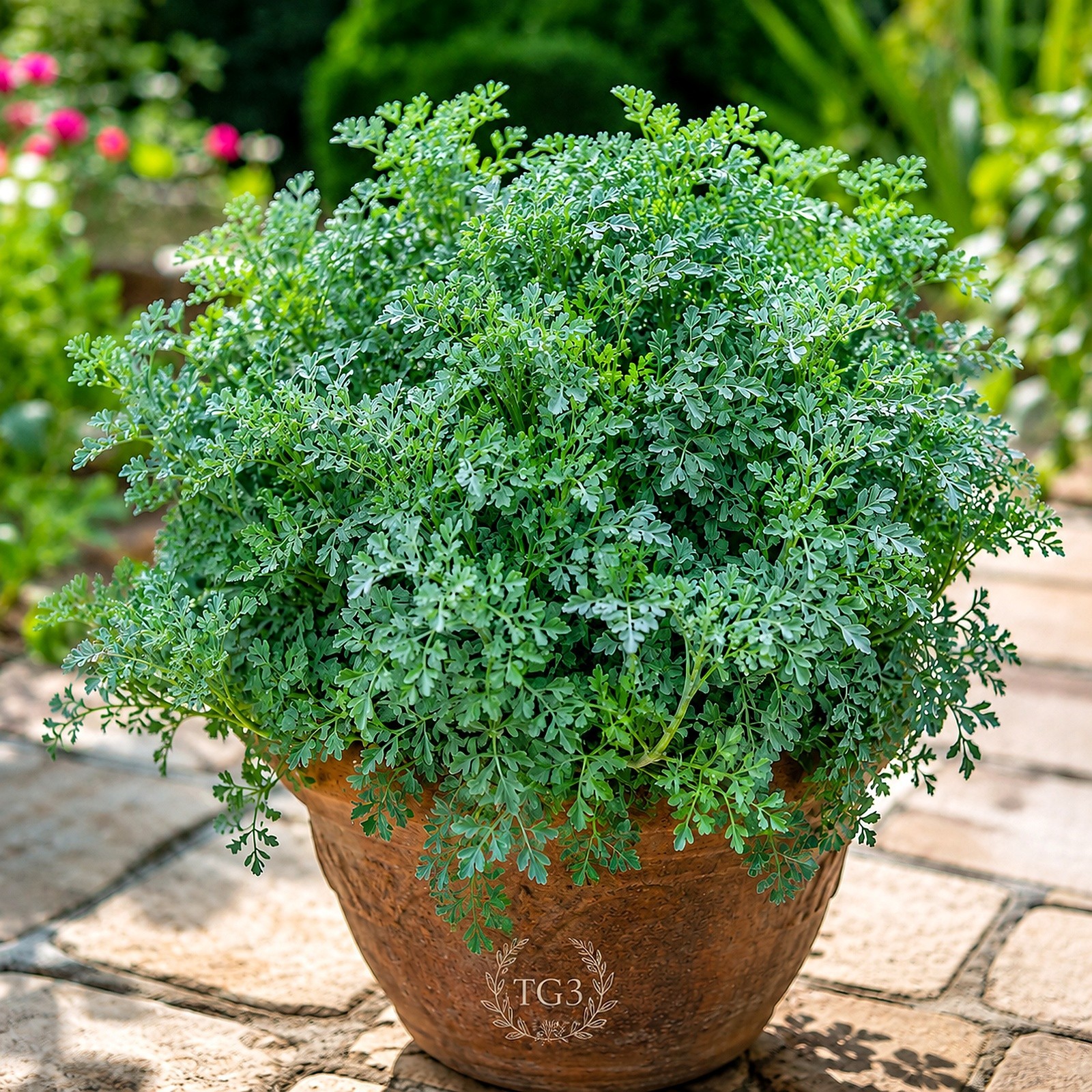 RUE 300+ SEEDS INSECT PEST REPELLENT AUTUMN HEIRLOOM HERBS FLEA MEDICINAL USA