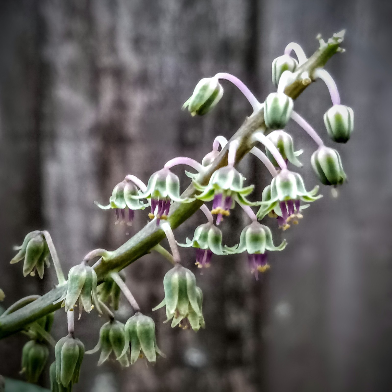 Silver Squill-SEEDS