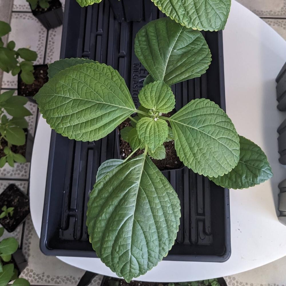 Shiso seeds (Perilla frutescens) – Seeds, Non-GMO, Open-Pollinated