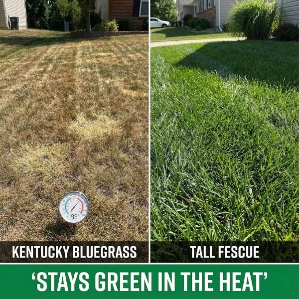 Old Cobblers Farm™ Wicked Tuff Turf Water Warden Tall Fescue Tri-Blend Lawn Seed